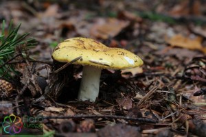 russula ochroleuca (4) (1000 x 667).jpg_product_product_product_product_product_product_product